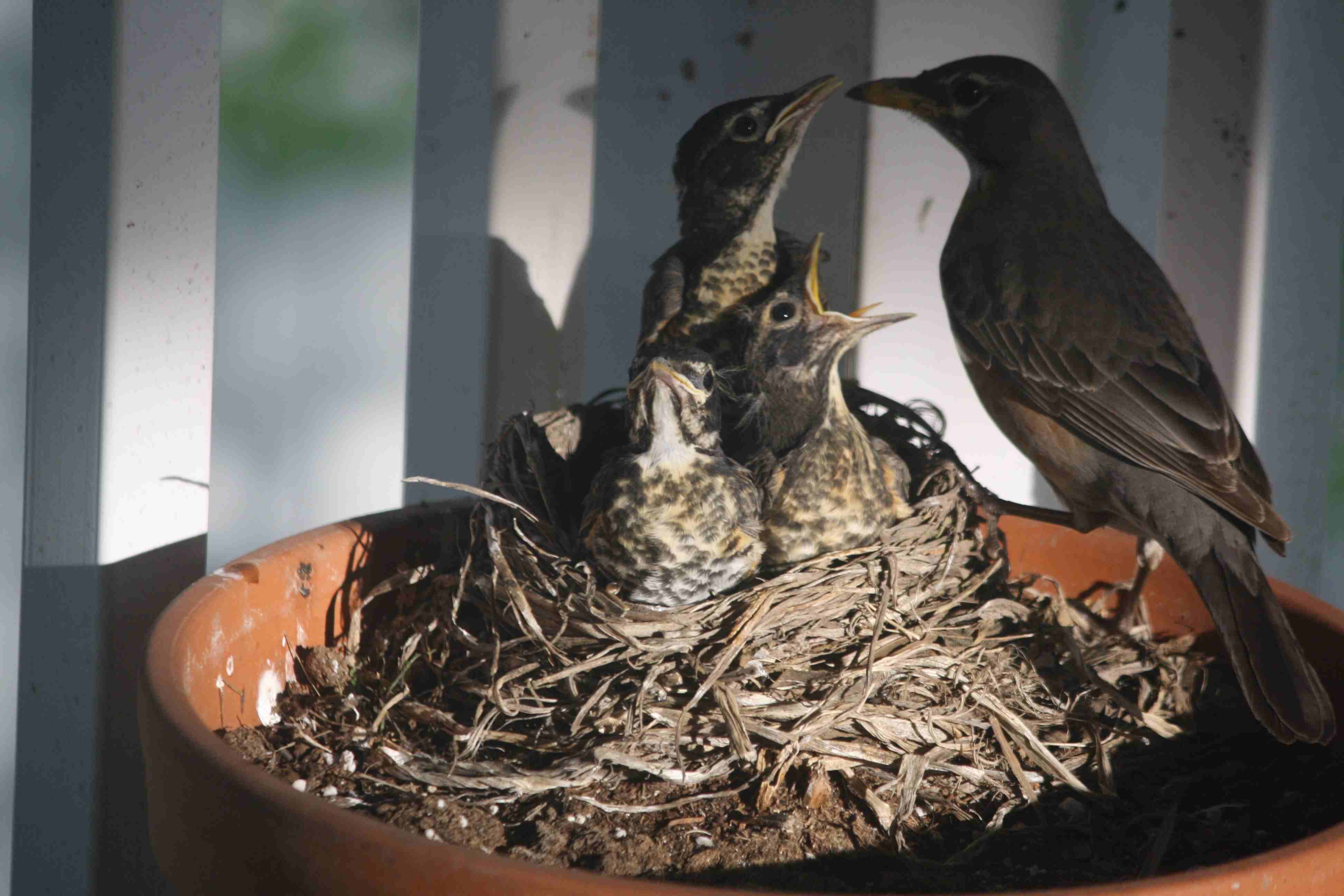 2013-05-15 three baby robbins and their mom.jpg